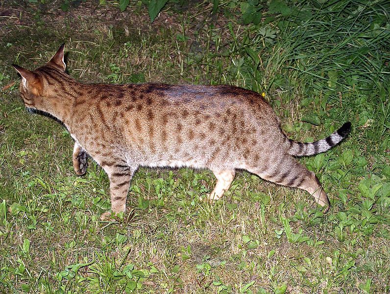 Ocicat