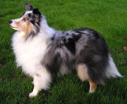 Sheltie